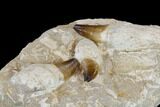 Three, Huge Rooted Mosasaur Teeth In Rock - Morocco #115782-5